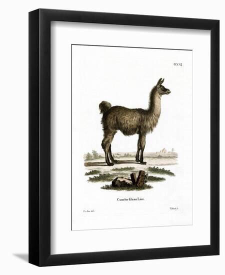 Llama-null-Framed Premium Giclee Print