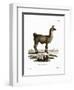 Llama-null-Framed Premium Giclee Print