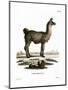 Llama-null-Mounted Premium Giclee Print