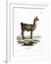 Llama-null-Framed Giclee Print