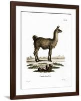 Llama-null-Framed Giclee Print