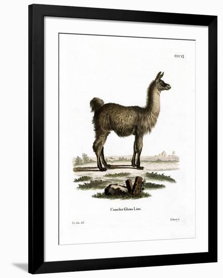 Llama-null-Framed Giclee Print