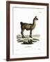 Llama-null-Framed Giclee Print