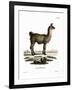 Llama-null-Framed Giclee Print