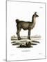 Llama-null-Mounted Giclee Print