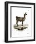 Llama-null-Framed Giclee Print