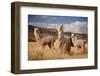 Llamas (Alpaca) in Andes Mountains, Peru, South America-Pavel Svoboda Photography-Framed Photographic Print