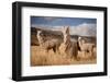 Llamas (Alpaca) in Andes Mountains, Peru, South America-Pavel Svoboda Photography-Framed Photographic Print