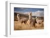 Llamas (Alpaca) in Andes Mountains, Peru, South America-Pavel Svoboda Photography-Framed Photographic Print