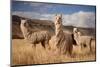 Llamas (Alpaca) in Andes Mountains, Peru, South America-Pavel Svoboda Photography-Mounted Photographic Print