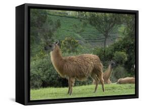 Llamas Amid the Inca Ruins at Ingapirca in the Andes Mountains, Ecuador-null-Framed Stretched Canvas