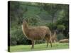 Llamas Amid the Inca Ruins at Ingapirca in the Andes Mountains, Ecuador-null-Stretched Canvas