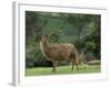 Llamas Amid the Inca Ruins at Ingapirca in the Andes Mountains, Ecuador-null-Framed Photographic Print