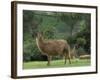 Llamas Amid the Inca Ruins at Ingapirca in the Andes Mountains, Ecuador-null-Framed Photographic Print