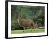 Llamas Amid the Inca Ruins at Ingapirca in the Andes Mountains, Ecuador-null-Framed Photographic Print