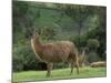 Llamas Amid the Inca Ruins at Ingapirca in the Andes Mountains, Ecuador-null-Mounted Photographic Print