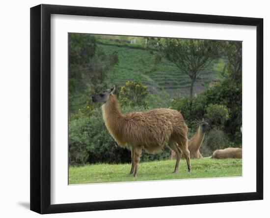 Llamas Amid the Inca Ruins at Ingapirca in the Andes Mountains, Ecuador-null-Framed Photographic Print