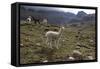 Llamas and Alpacas, Andes, Peru, South America-Peter Groenendijk-Framed Stretched Canvas