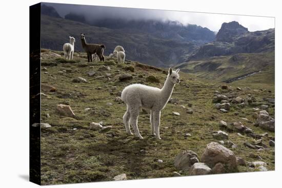 Llamas and Alpacas, Andes, Peru, South America-Peter Groenendijk-Stretched Canvas