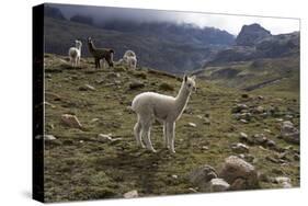 Llamas and Alpacas, Andes, Peru, South America-Peter Groenendijk-Stretched Canvas