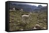 Llamas and Alpacas, Andes, Peru, South America-Peter Groenendijk-Framed Stretched Canvas