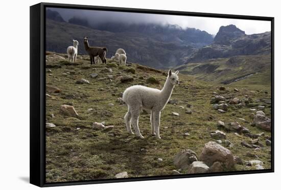 Llamas and Alpacas, Andes, Peru, South America-Peter Groenendijk-Framed Stretched Canvas