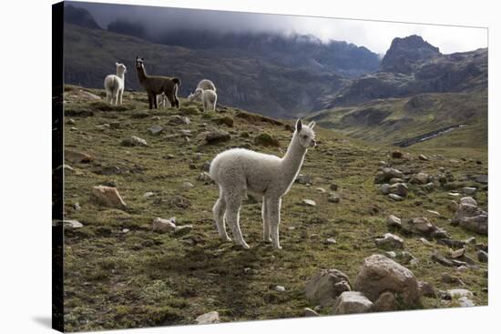 Llamas and Alpacas, Andes, Peru, South America-Peter Groenendijk-Stretched Canvas