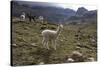 Llamas and Alpacas, Andes, Peru, South America-Peter Groenendijk-Stretched Canvas