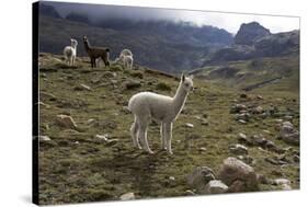 Llamas and Alpacas, Andes, Peru, South America-Peter Groenendijk-Stretched Canvas