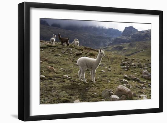 Llamas and Alpacas, Andes, Peru, South America-Peter Groenendijk-Framed Photographic Print