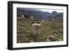 Llamas and Alpacas, Andes, Peru, South America-Peter Groenendijk-Framed Photographic Print