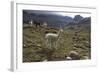 Llamas and Alpacas, Andes, Peru, South America-Peter Groenendijk-Framed Photographic Print