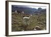 Llamas and Alpacas, Andes, Peru, South America-Peter Groenendijk-Framed Photographic Print