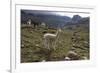 Llamas and Alpacas, Andes, Peru, South America-Peter Groenendijk-Framed Photographic Print