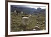 Llamas and Alpacas, Andes, Peru, South America-Peter Groenendijk-Framed Photographic Print