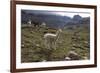 Llamas and Alpacas, Andes, Peru, South America-Peter Groenendijk-Framed Photographic Print