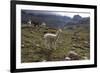 Llamas and Alpacas, Andes, Peru, South America-Peter Groenendijk-Framed Photographic Print