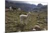 Llamas and Alpacas, Andes, Peru, South America-Peter Groenendijk-Mounted Photographic Print