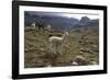 Llamas and Alpacas, Andes, Peru, South America-Peter Groenendijk-Framed Photographic Print