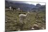 Llamas and Alpacas, Andes, Peru, South America-Peter Groenendijk-Mounted Photographic Print