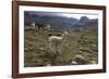 Llamas and Alpacas, Andes, Peru, South America-Peter Groenendijk-Framed Photographic Print