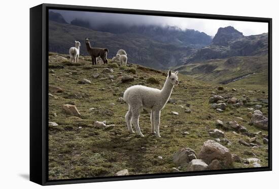 Llamas and Alpacas, Andes, Peru, South America-Peter Groenendijk-Framed Stretched Canvas