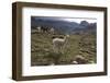 Llamas and Alpacas, Andes, Peru, South America-Peter Groenendijk-Framed Premium Photographic Print