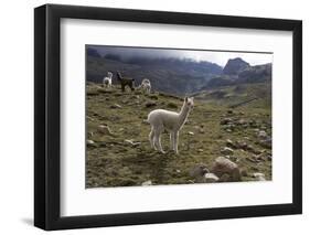 Llamas and Alpacas, Andes, Peru, South America-Peter Groenendijk-Framed Premium Photographic Print