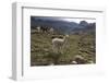 Llamas and Alpacas, Andes, Peru, South America-Peter Groenendijk-Framed Premium Photographic Print