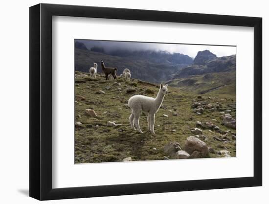 Llamas and Alpacas, Andes, Peru, South America-Peter Groenendijk-Framed Photographic Print