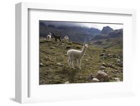 Llamas and Alpacas, Andes, Peru, South America-Peter Groenendijk-Framed Photographic Print