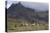 Llamas and Herder, Andes, Peru, South America-Peter Groenendijk-Stretched Canvas
