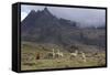 Llamas and Herder, Andes, Peru, South America-Peter Groenendijk-Framed Stretched Canvas