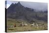 Llamas and Herder, Andes, Peru, South America-Peter Groenendijk-Stretched Canvas